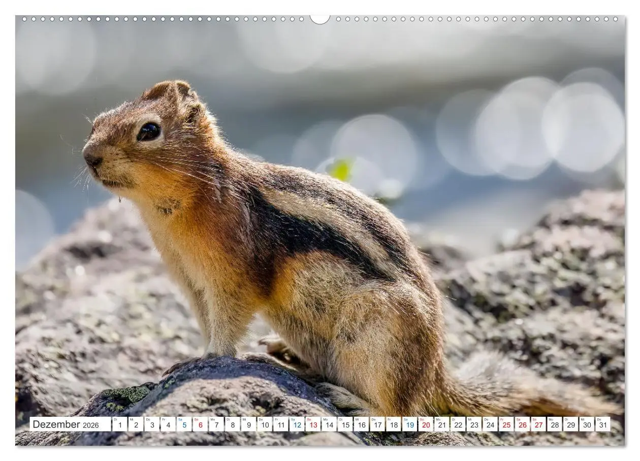 Bild: 9783457566992 | Ein Jahr voller Hörnchen (Wandkalender 2026 DIN A2 quer), CALVENDO...