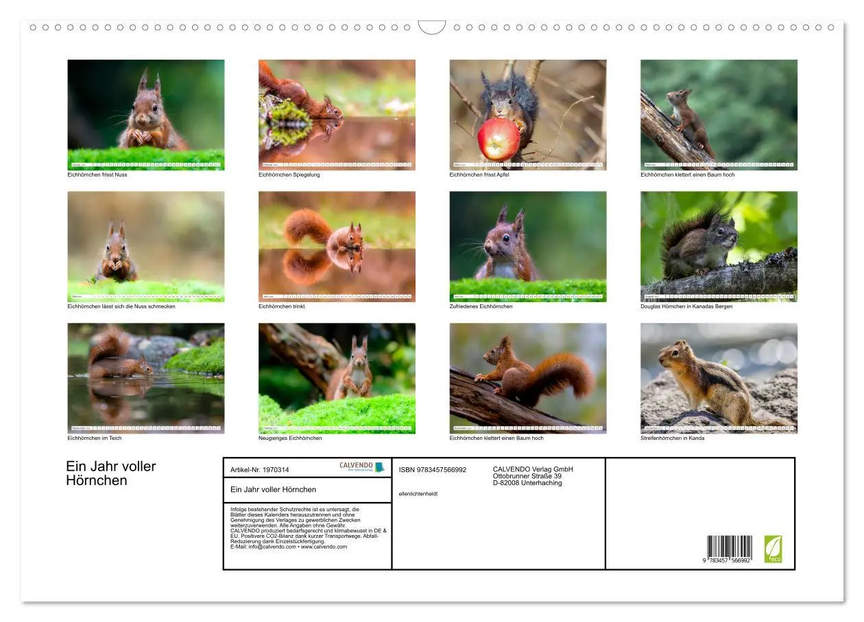 Bild: 9783457566992 | Ein Jahr voller Hörnchen (Wandkalender 2026 DIN A2 quer), CALVENDO...