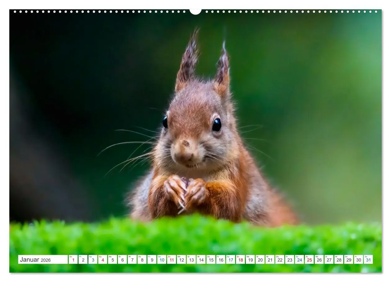 Bild: 9783457566992 | Ein Jahr voller Hörnchen (Wandkalender 2026 DIN A2 quer), CALVENDO...
