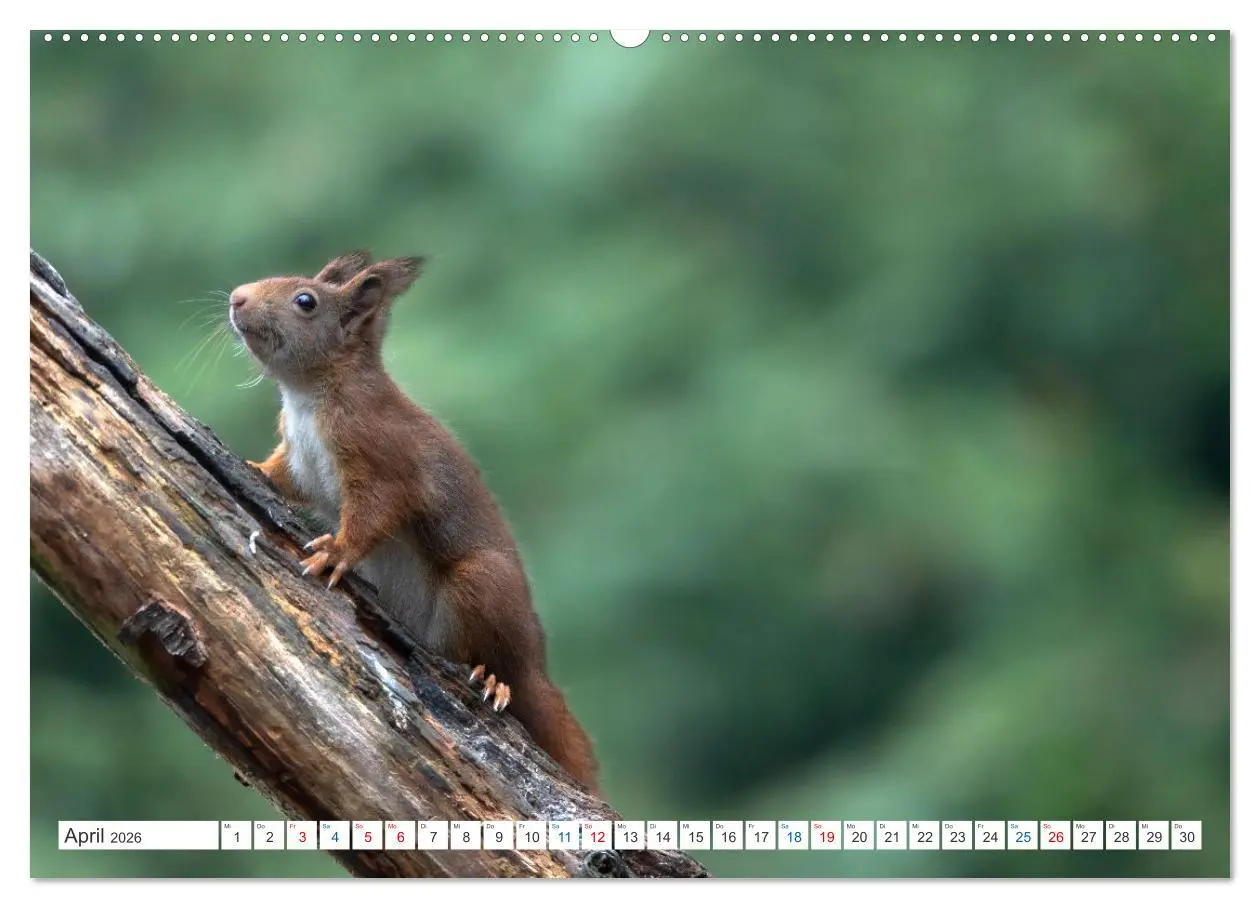 Bild: 9783457566992 | Ein Jahr voller Hörnchen (Wandkalender 2026 DIN A2 quer), CALVENDO...