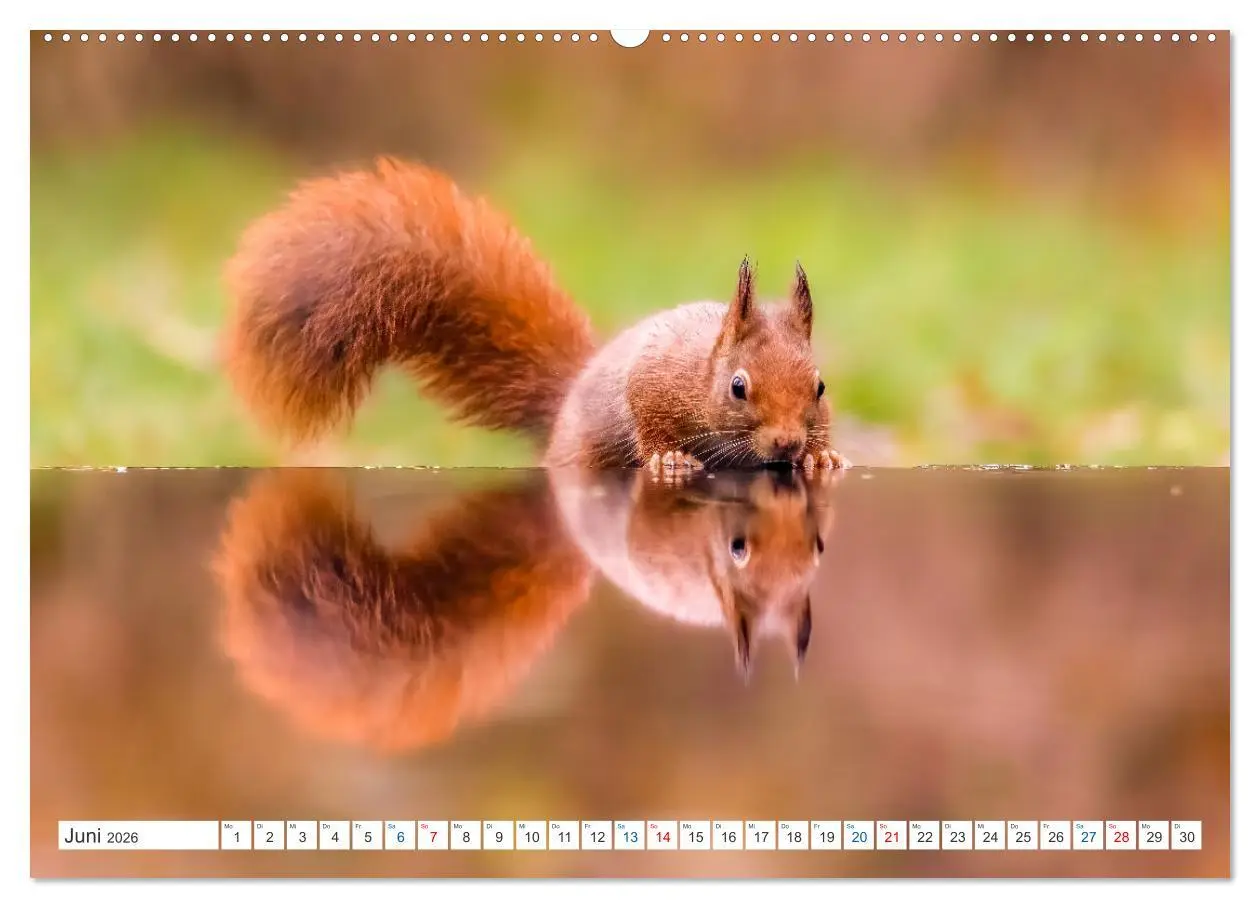 Bild: 9783457566992 | Ein Jahr voller Hörnchen (Wandkalender 2026 DIN A2 quer), CALVENDO...