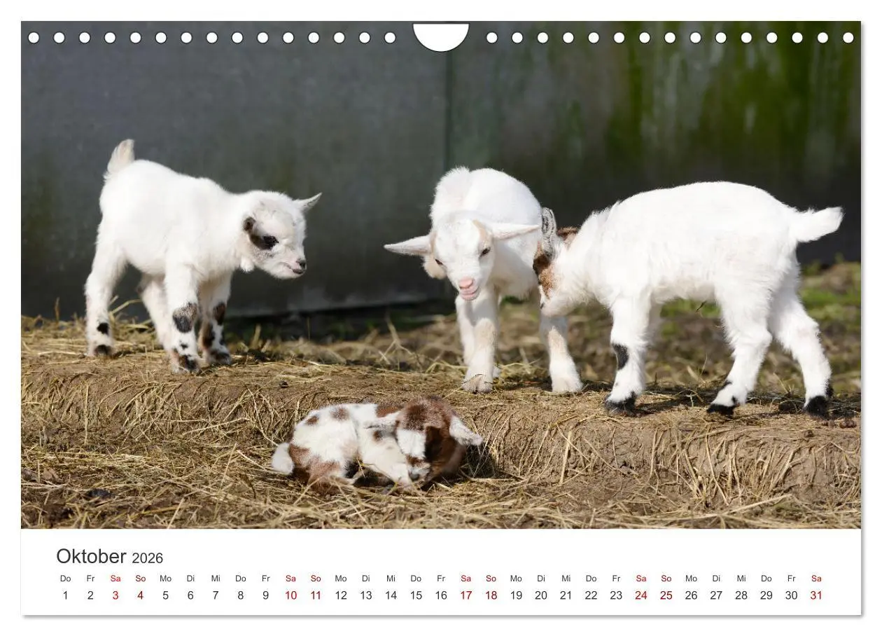 Bild: 9783457636992 | Ziegenkinder (Wandkalender 2026 DIN A4 quer), CALVENDO Monatskalender