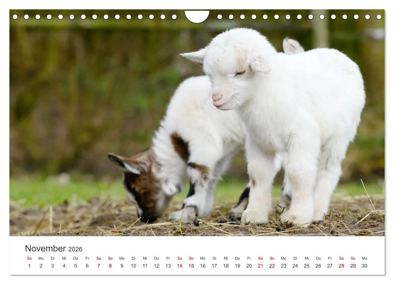 Bild: 9783457636992 | Ziegenkinder (Wandkalender 2026 DIN A4 quer), CALVENDO Monatskalender