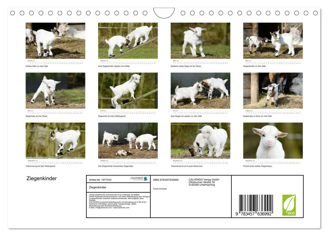 Bild: 9783457636992 | Ziegenkinder (Wandkalender 2026 DIN A4 quer), CALVENDO Monatskalender