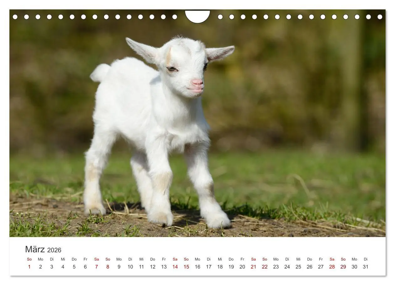 Bild: 9783457636992 | Ziegenkinder (Wandkalender 2026 DIN A4 quer), CALVENDO Monatskalender