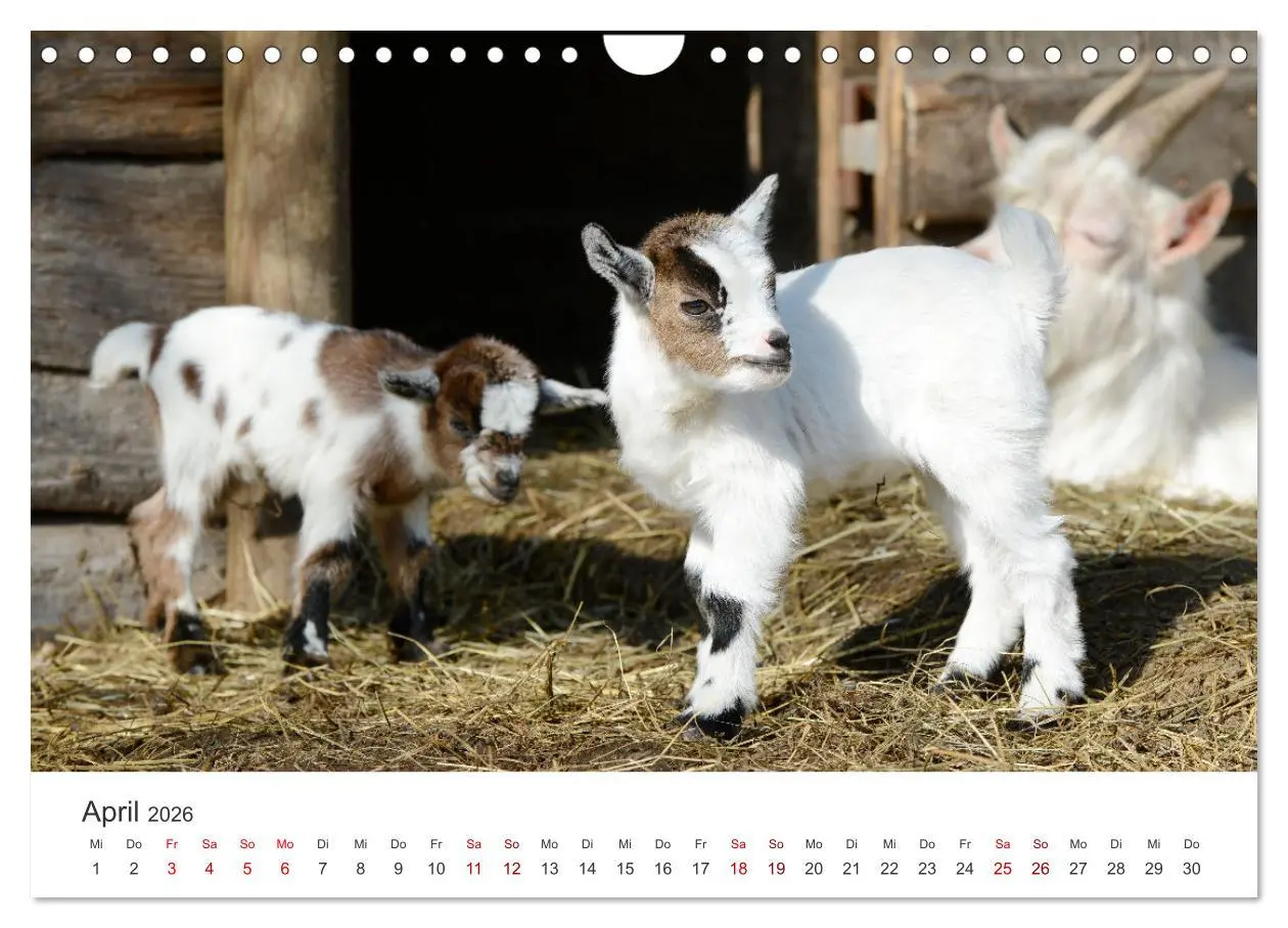 Bild: 9783457636992 | Ziegenkinder (Wandkalender 2026 DIN A4 quer), CALVENDO Monatskalender