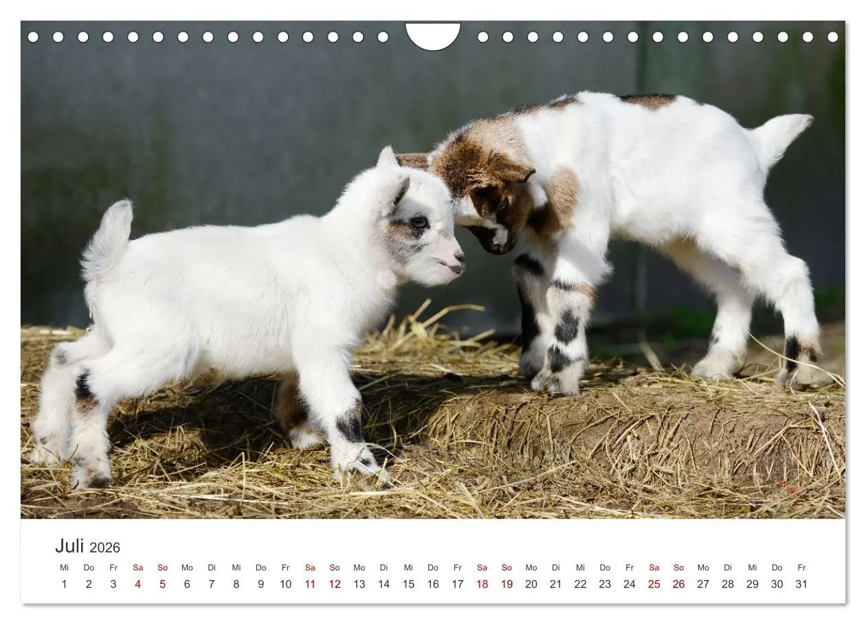 Bild: 9783457636992 | Ziegenkinder (Wandkalender 2026 DIN A4 quer), CALVENDO Monatskalender
