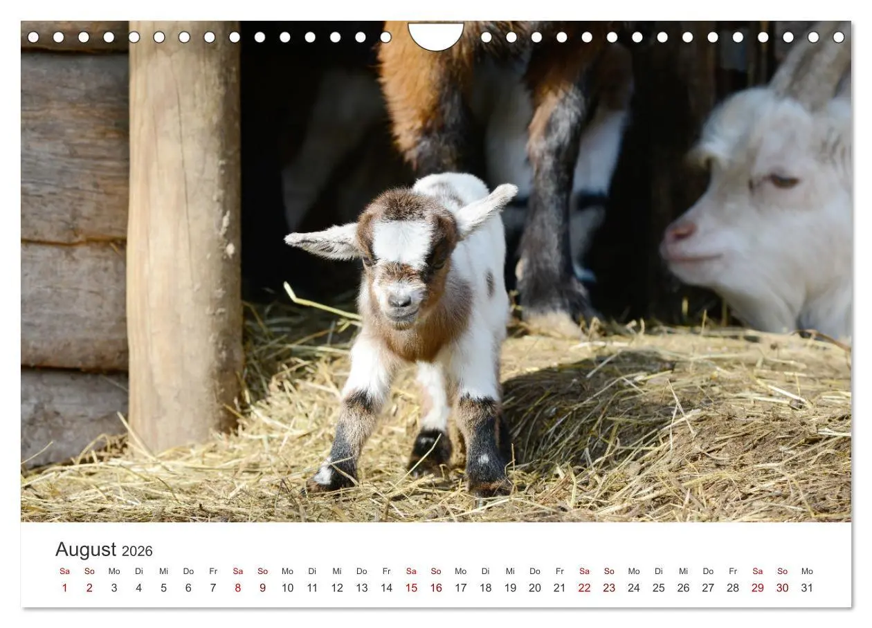 Bild: 9783457636992 | Ziegenkinder (Wandkalender 2026 DIN A4 quer), CALVENDO Monatskalender