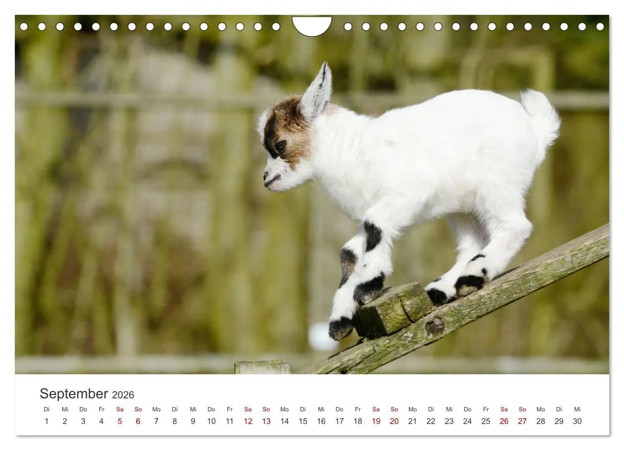 Bild: 9783457636992 | Ziegenkinder (Wandkalender 2026 DIN A4 quer), CALVENDO Monatskalender
