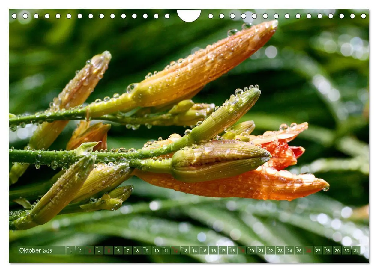 Bild: 9783435297092 | Taglilien im Garten (Wandkalender 2025 DIN A4 quer), CALVENDO...
