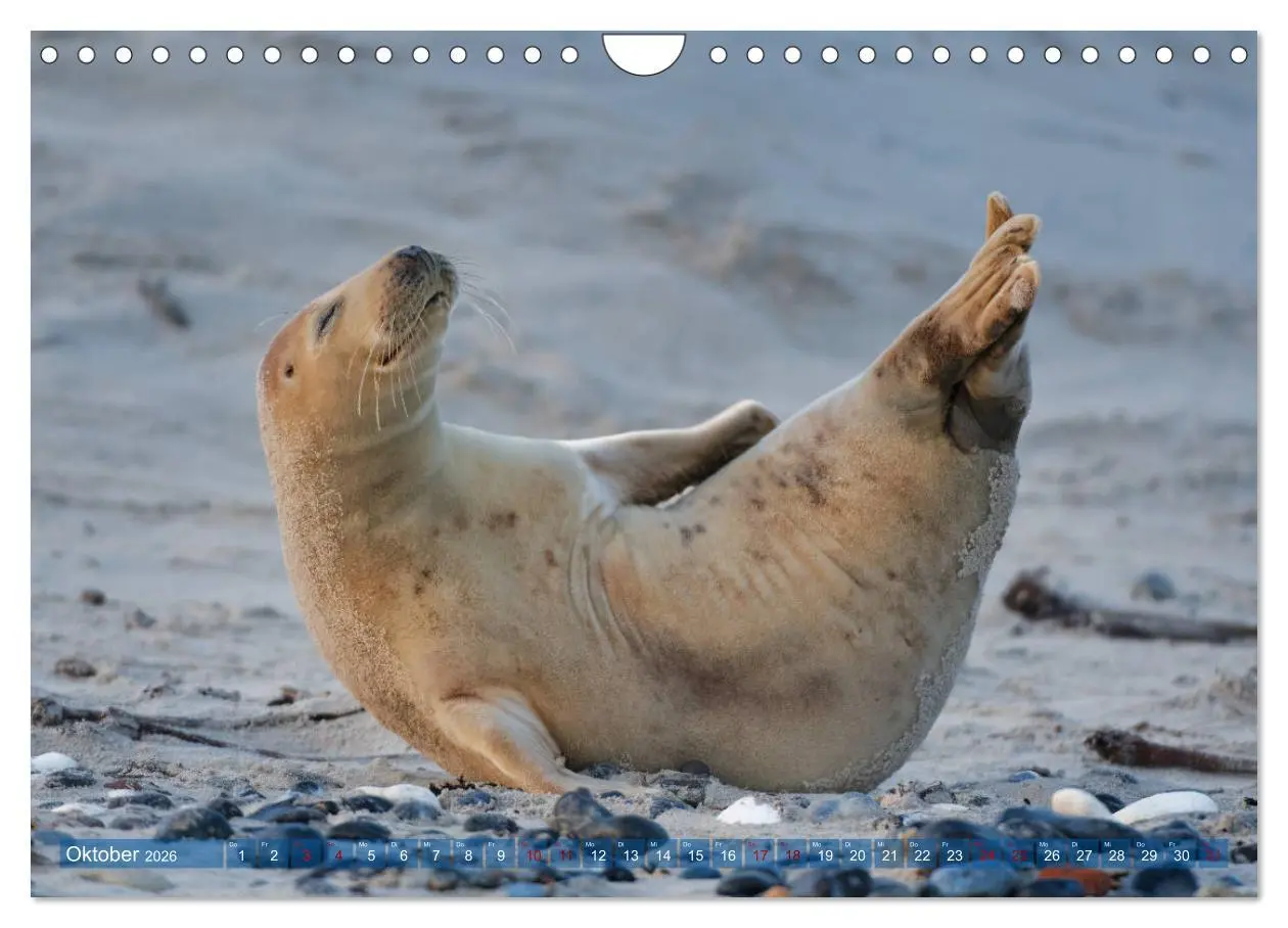 Bild: 9783457837092 | Robben - Lustige Bewohner Helgolands (Wandkalender 2026 DIN A4...