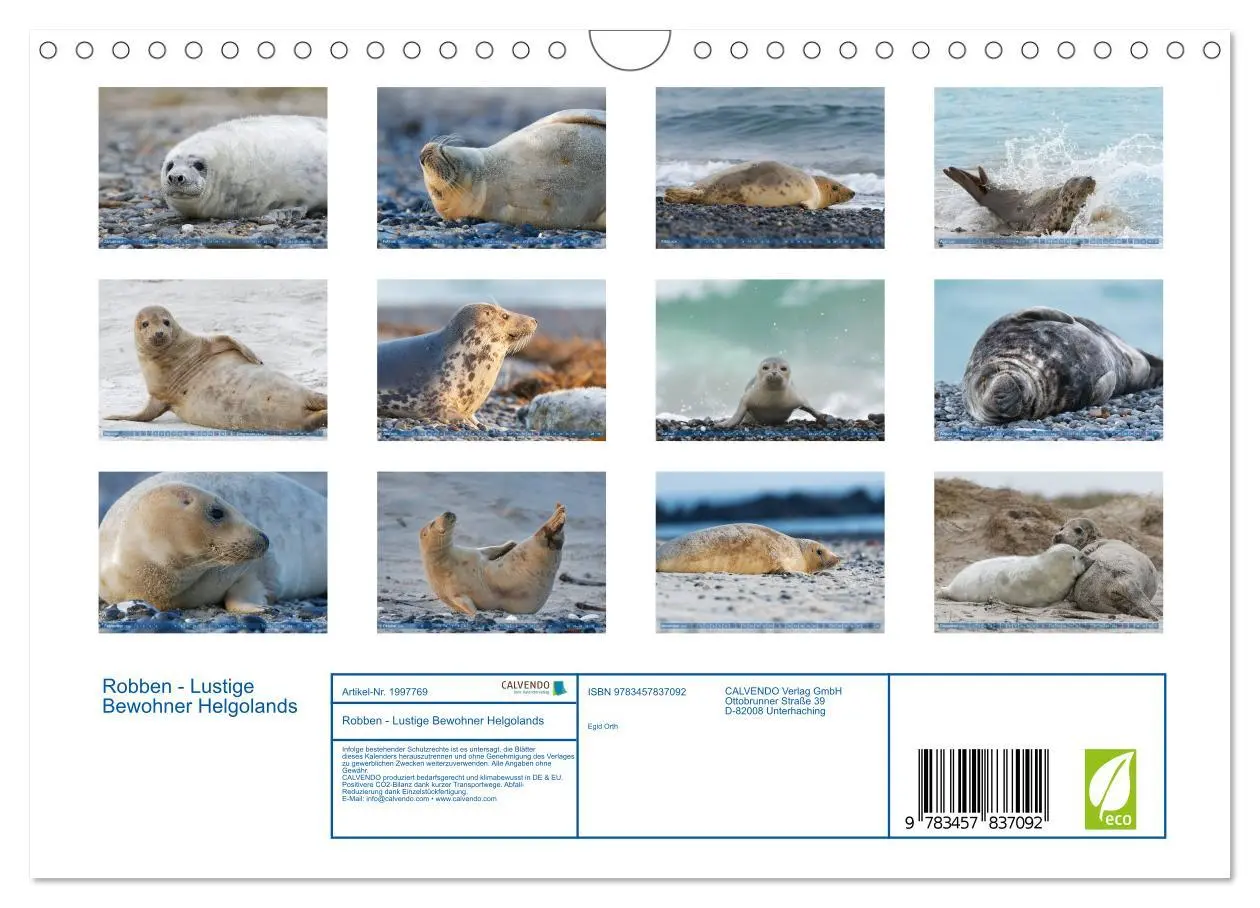 Bild: 9783457837092 | Robben - Lustige Bewohner Helgolands (Wandkalender 2026 DIN A4...