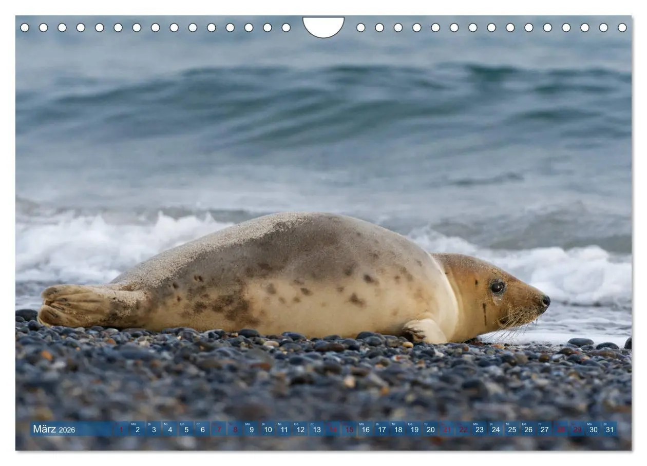 Bild: 9783457837092 | Robben - Lustige Bewohner Helgolands (Wandkalender 2026 DIN A4...