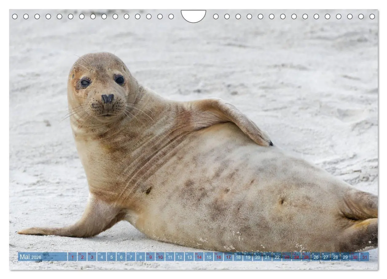 Bild: 9783457837092 | Robben - Lustige Bewohner Helgolands (Wandkalender 2026 DIN A4...