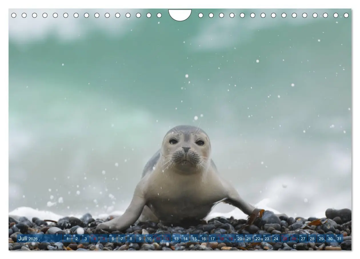 Bild: 9783457837092 | Robben - Lustige Bewohner Helgolands (Wandkalender 2026 DIN A4...