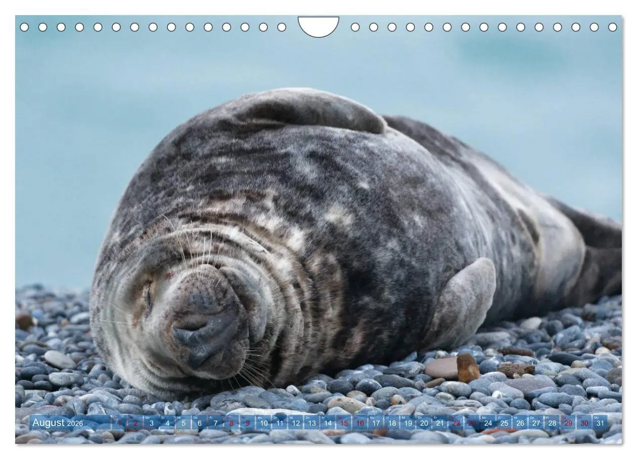 Bild: 9783457837092 | Robben - Lustige Bewohner Helgolands (Wandkalender 2026 DIN A4...