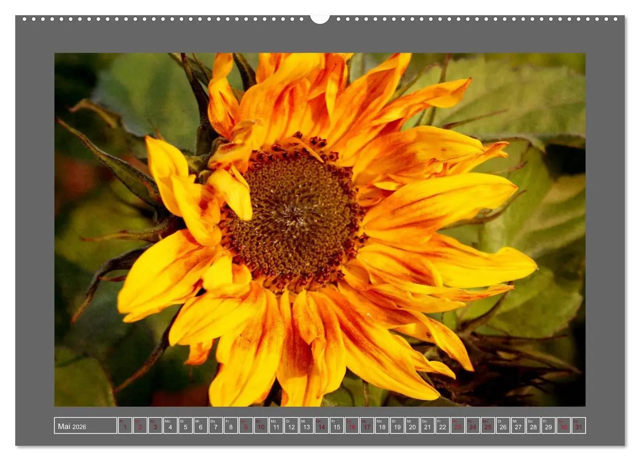 Bild: 9783516227192 | Blumen für dich (hochwertiger Premium Wandkalender 2026 DIN A2...