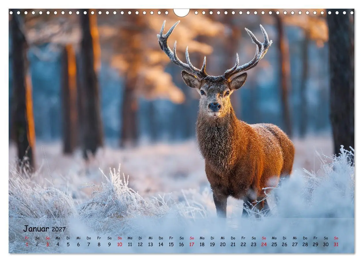 Bild: 9783516847192 | Jagd und Natur - Kalender für Jäger mit Wildtieren Deutschlands im...