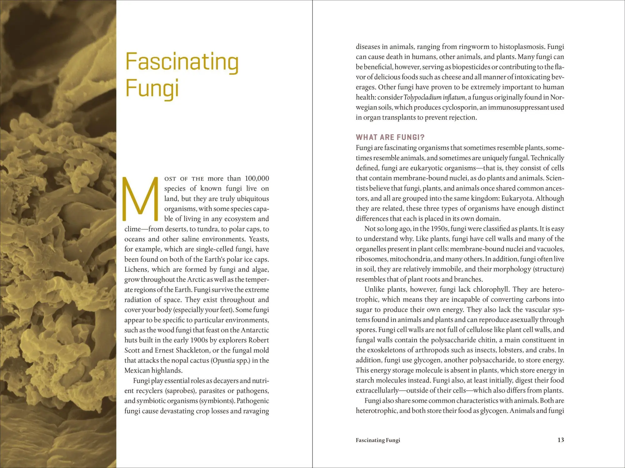 Bild: 9781604697292 | Teaming with Fungi | The Organic Grower's Guide to Mycorrhizae | Buch