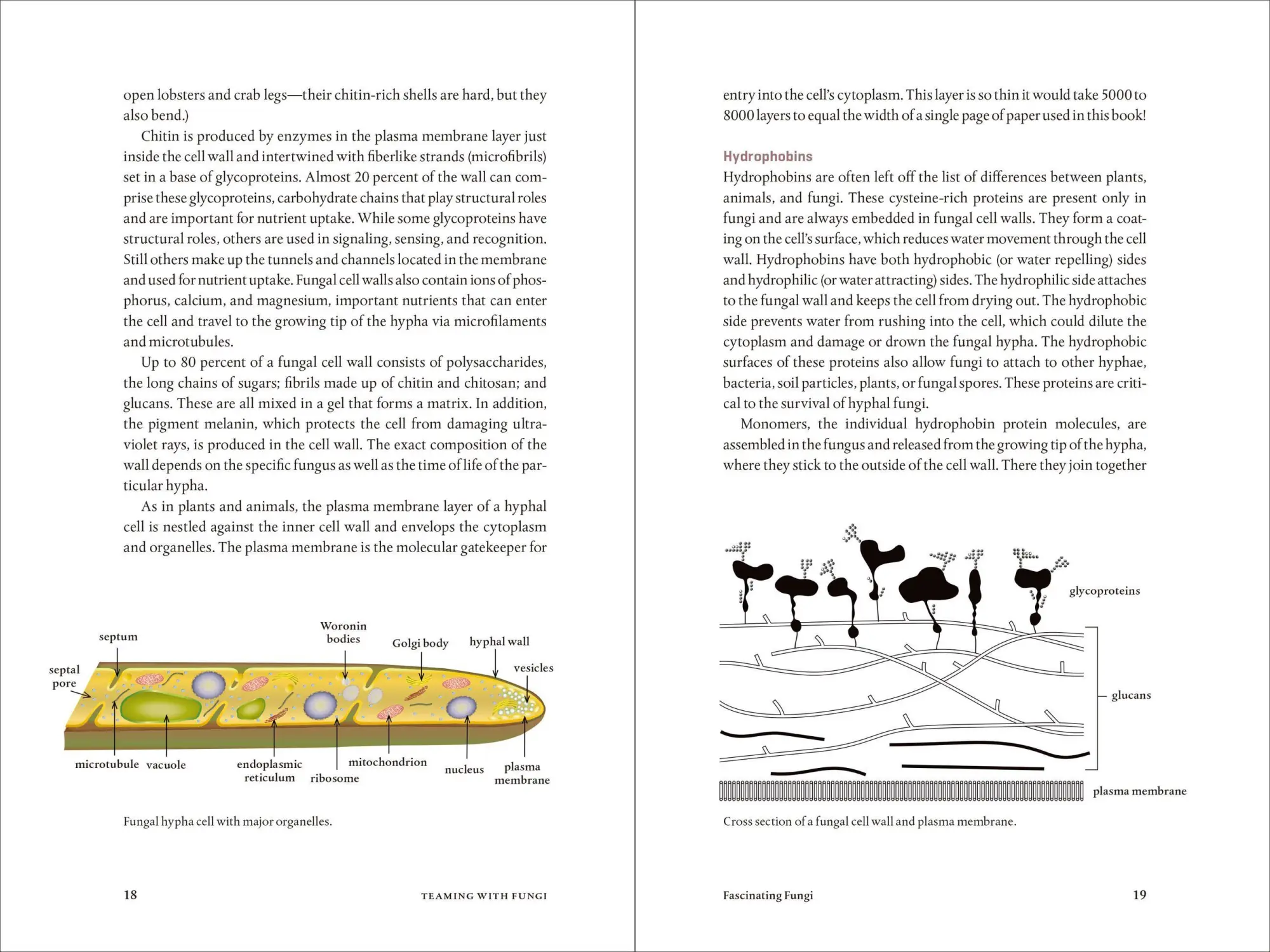 Bild: 9781604697292 | Teaming with Fungi | The Organic Grower's Guide to Mycorrhizae | Buch