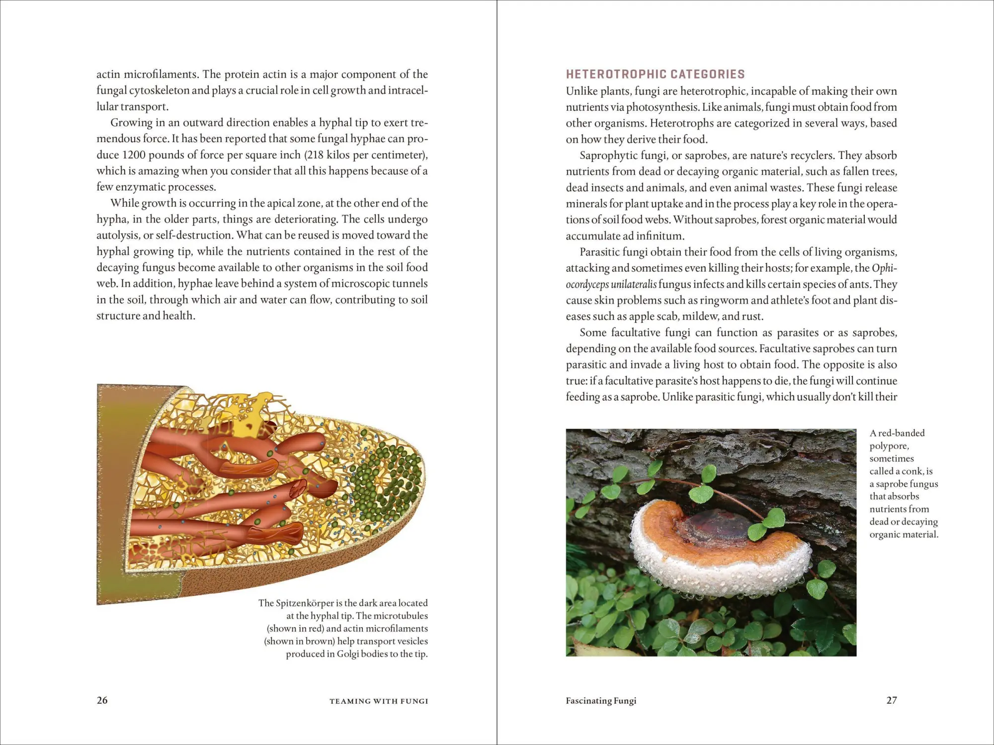 Bild: 9781604697292 | Teaming with Fungi | The Organic Grower's Guide to Mycorrhizae | Buch
