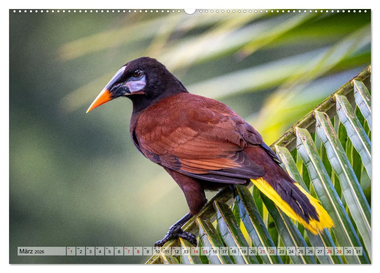 Bild: 9783457277492 | Phantastische Vogelwelt Costa Rica (Wandkalender 2026 DIN A2 quer),...