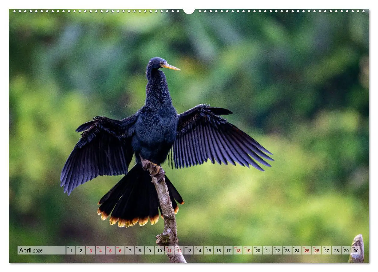Bild: 9783457277492 | Phantastische Vogelwelt Costa Rica (Wandkalender 2026 DIN A2 quer),...