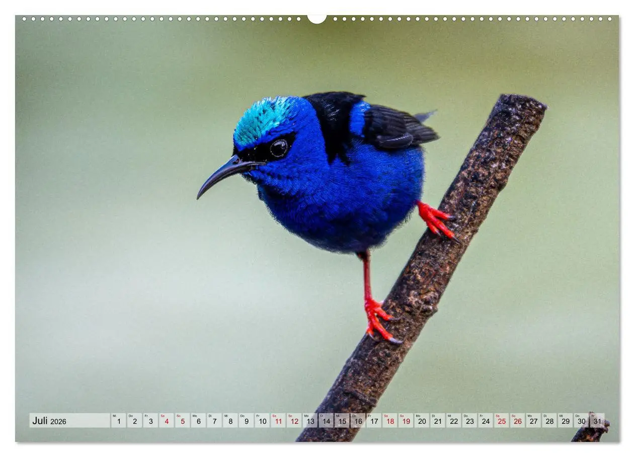 Bild: 9783457277492 | Phantastische Vogelwelt Costa Rica (Wandkalender 2026 DIN A2 quer),...