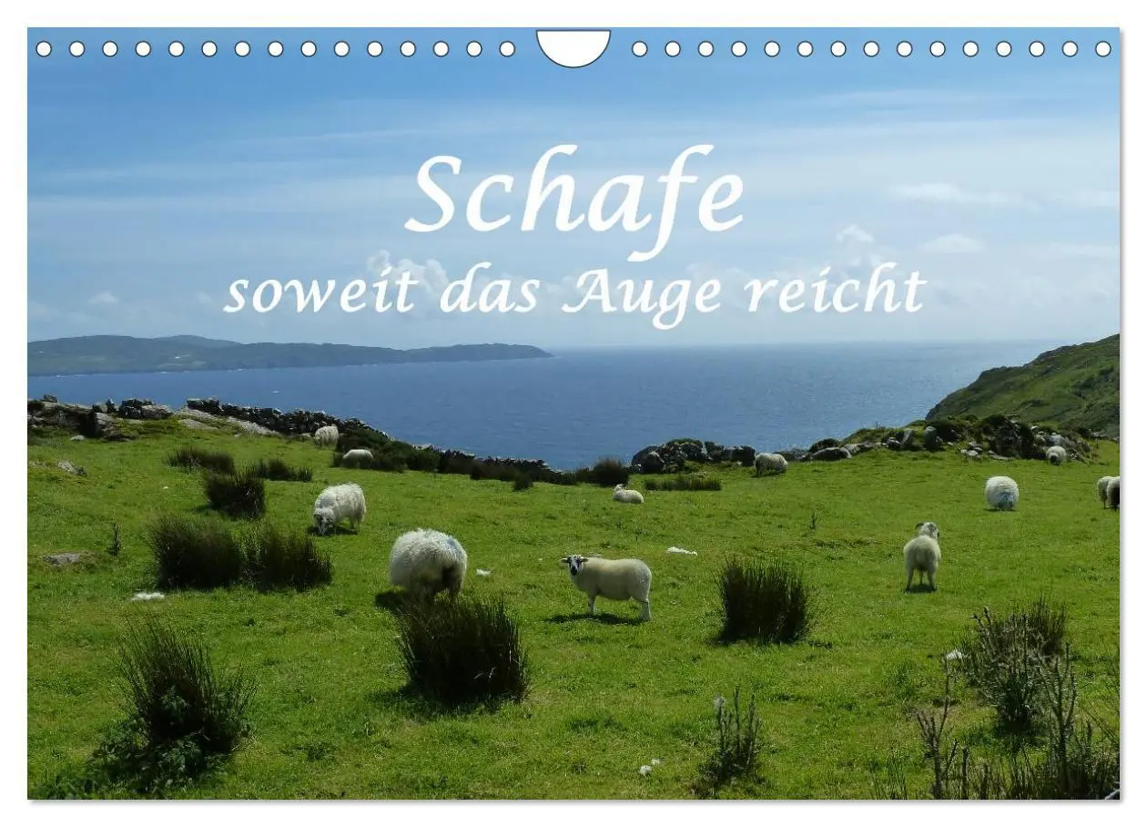 Cover: 9783516057492 | Schafe - soweit das Auge reicht (Wandkalender 2026 DIN A4 quer),...