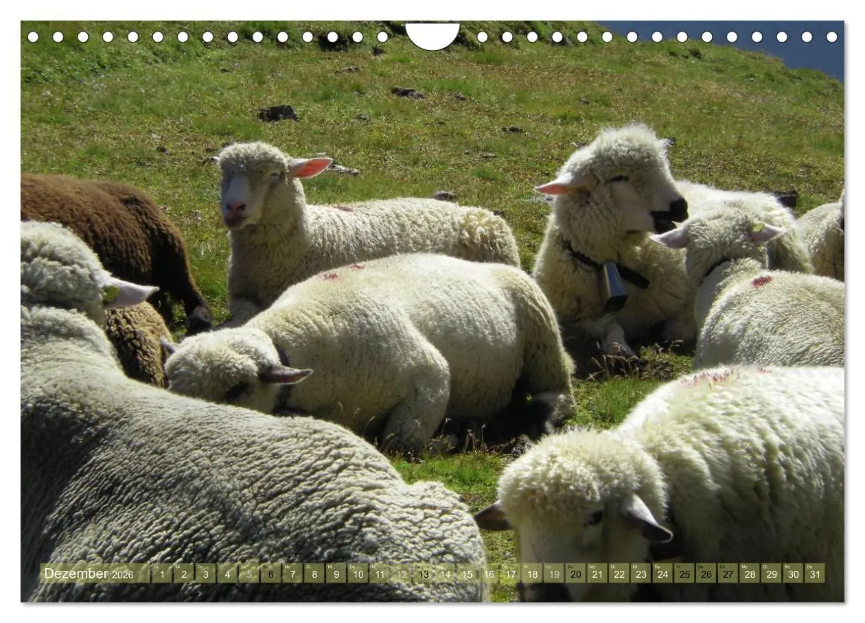 Bild: 9783516057492 | Schafe - soweit das Auge reicht (Wandkalender 2026 DIN A4 quer),...