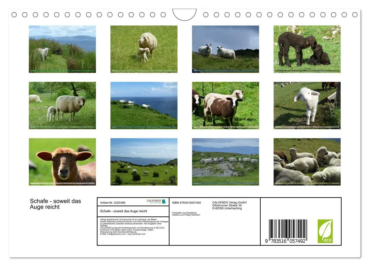 Bild: 9783516057492 | Schafe - soweit das Auge reicht (Wandkalender 2026 DIN A4 quer),...