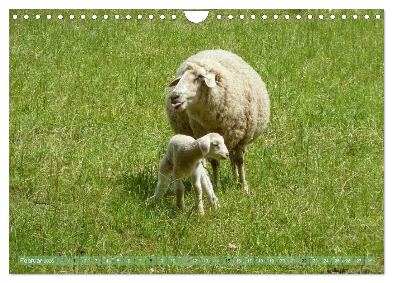 Bild: 9783516057492 | Schafe - soweit das Auge reicht (Wandkalender 2026 DIN A4 quer),...