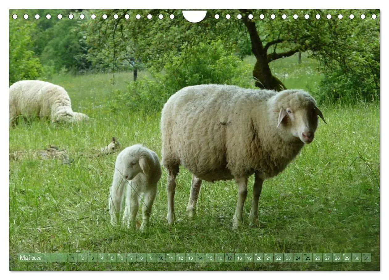 Bild: 9783516057492 | Schafe - soweit das Auge reicht (Wandkalender 2026 DIN A4 quer),...