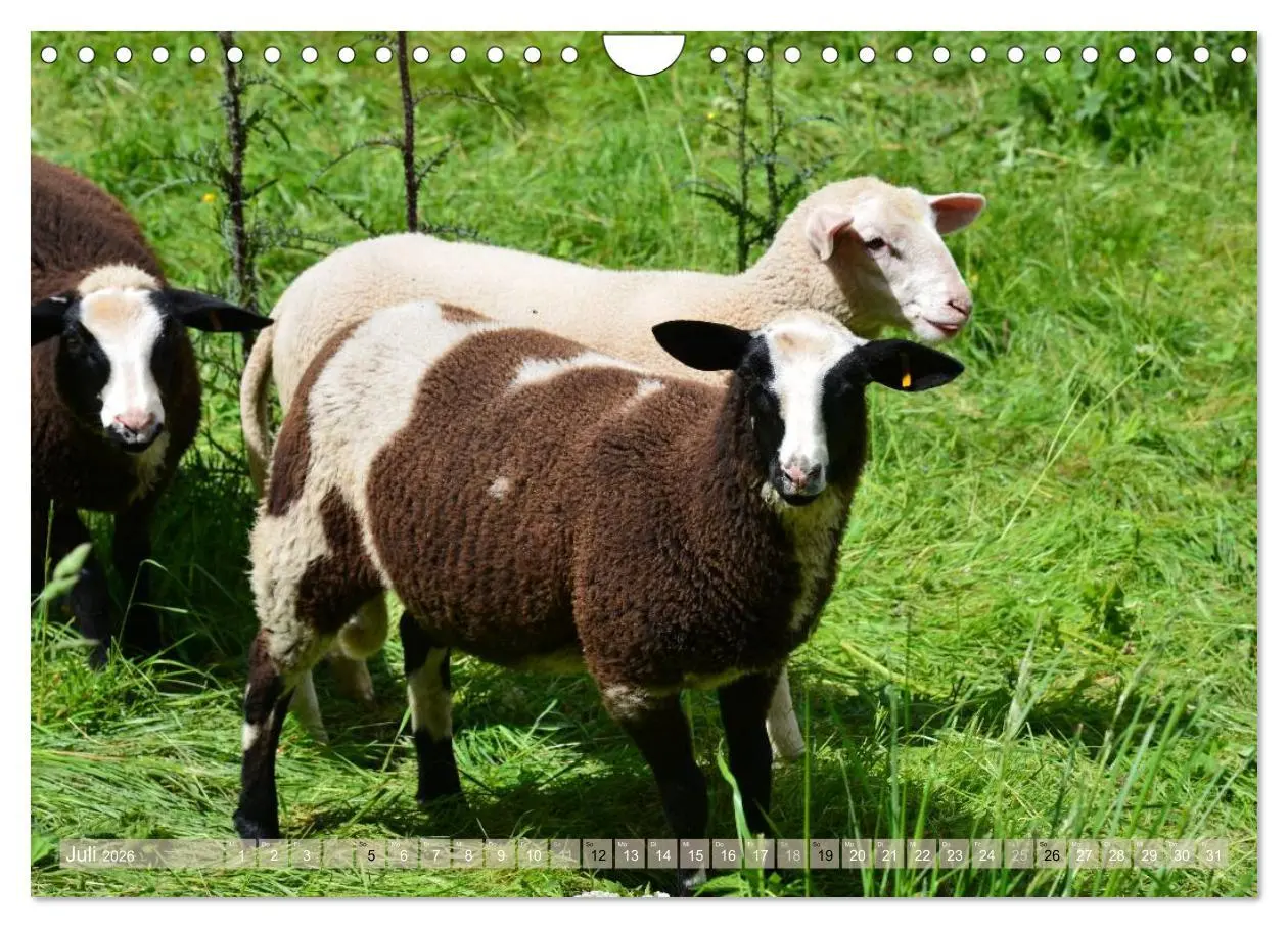 Bild: 9783516057492 | Schafe - soweit das Auge reicht (Wandkalender 2026 DIN A4 quer),...