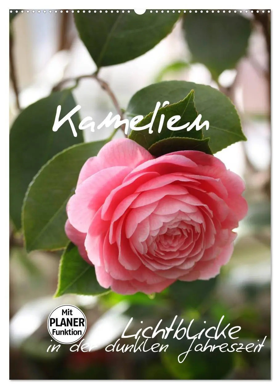 Cover: 9783516437492 | Kamelien Lichtblicke in der dunklen Jahreszeit (Wandkalender 2026...