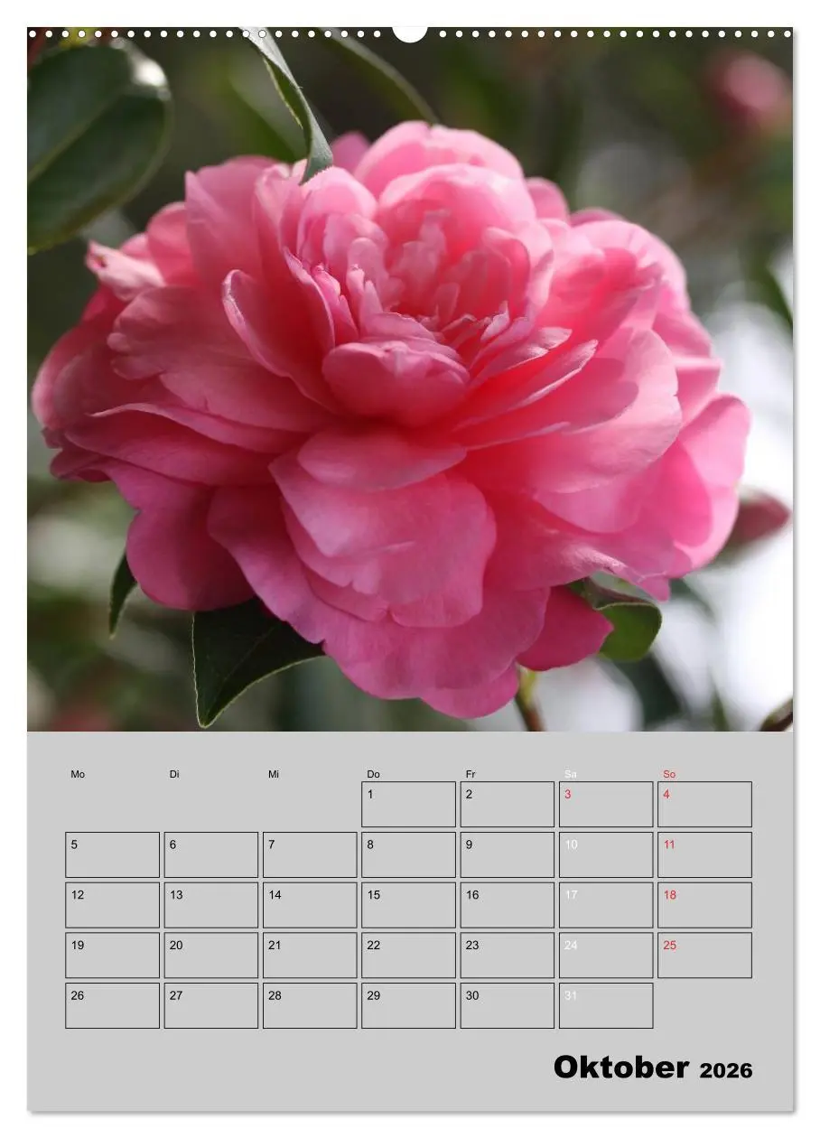 Bild: 9783516437492 | Kamelien Lichtblicke in der dunklen Jahreszeit (Wandkalender 2026...