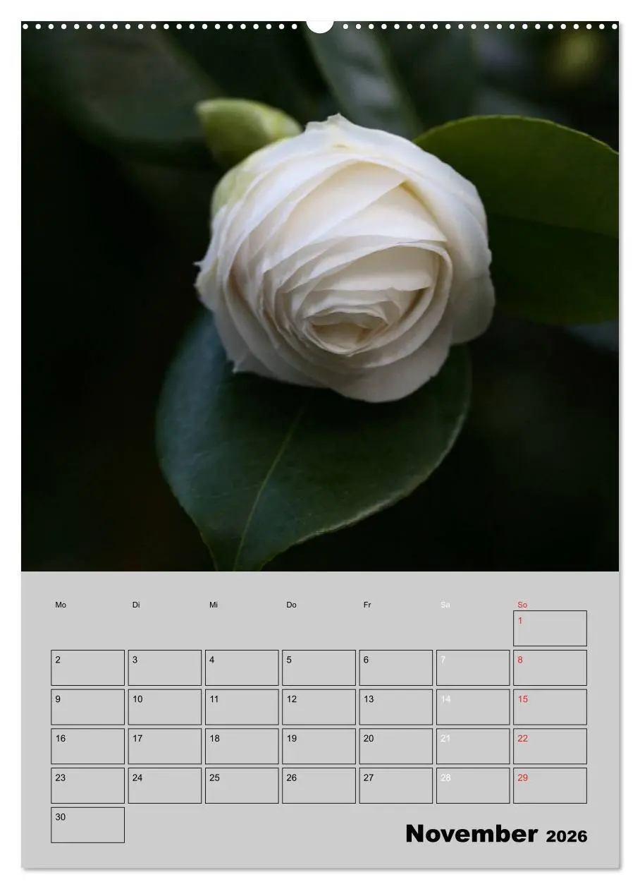 Bild: 9783516437492 | Kamelien Lichtblicke in der dunklen Jahreszeit (Wandkalender 2026...