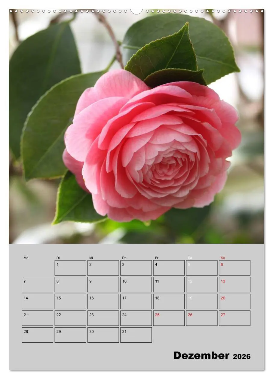 Bild: 9783516437492 | Kamelien Lichtblicke in der dunklen Jahreszeit (Wandkalender 2026...