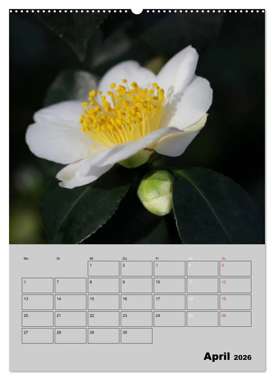 Bild: 9783516437492 | Kamelien Lichtblicke in der dunklen Jahreszeit (Wandkalender 2026...