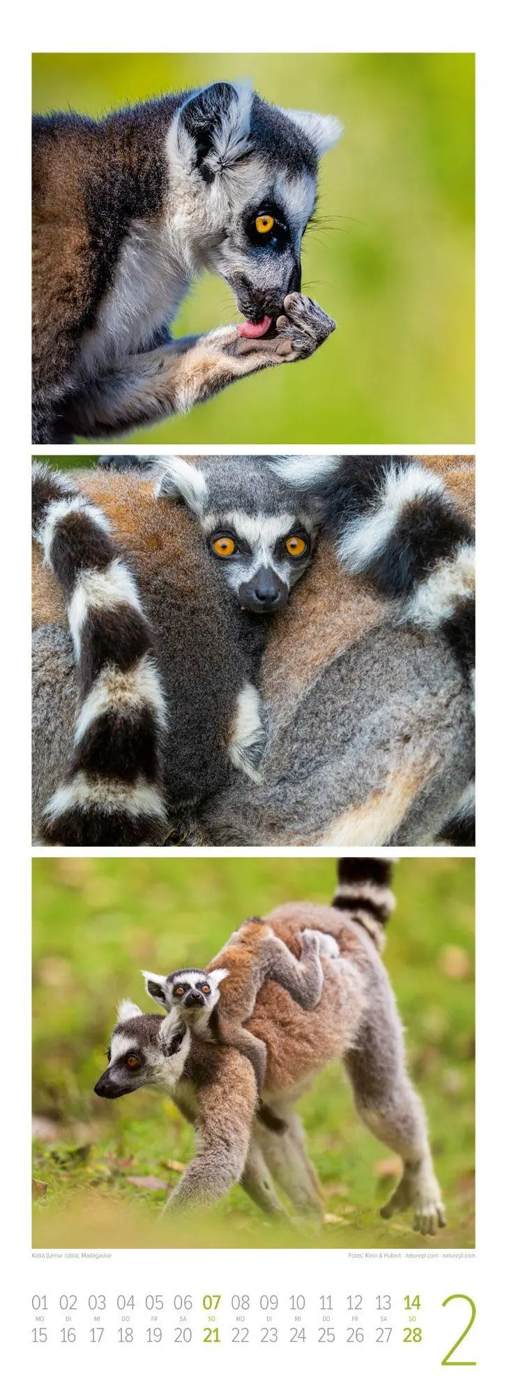 Bild: 9783838427492 | Tierwelten Triplet-Kalender 2027 Artenvielfalt &amp; Lebensräume | GmbH