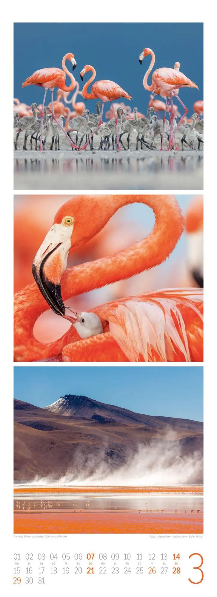 Bild: 9783838427492 | Tierwelten Triplet-Kalender 2027 Artenvielfalt &amp; Lebensräume | GmbH