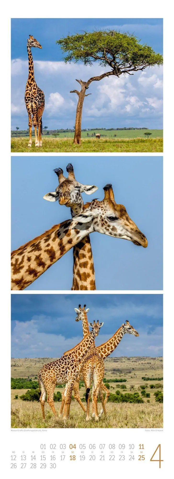 Bild: 9783838427492 | Tierwelten Triplet-Kalender 2027 Artenvielfalt &amp; Lebensräume | GmbH