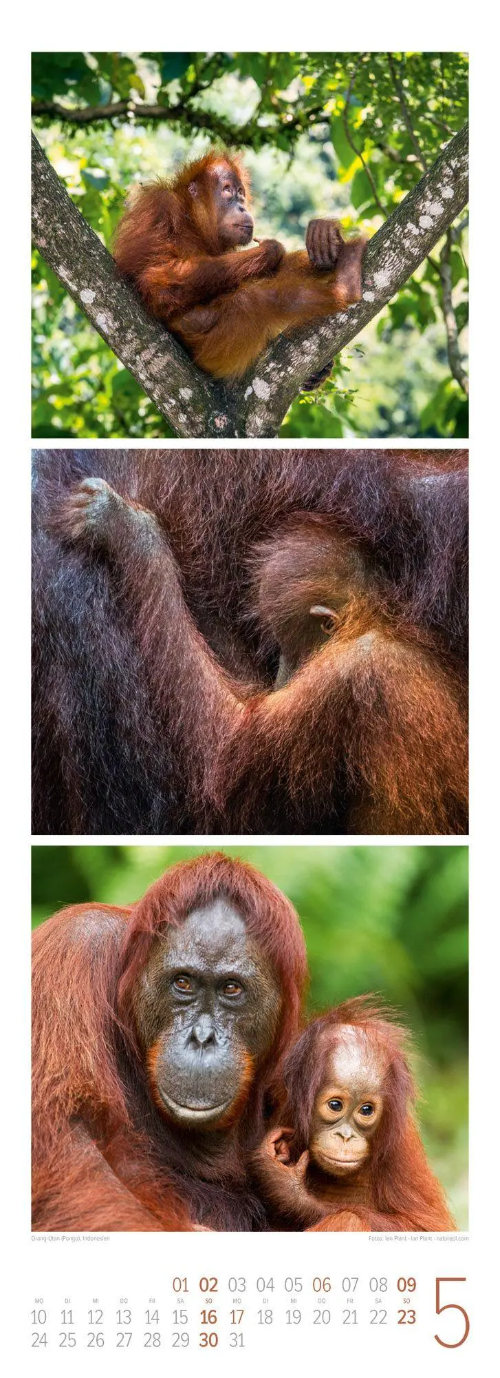 Bild: 9783838427492 | Tierwelten Triplet-Kalender 2027 Artenvielfalt &amp; Lebensräume | GmbH