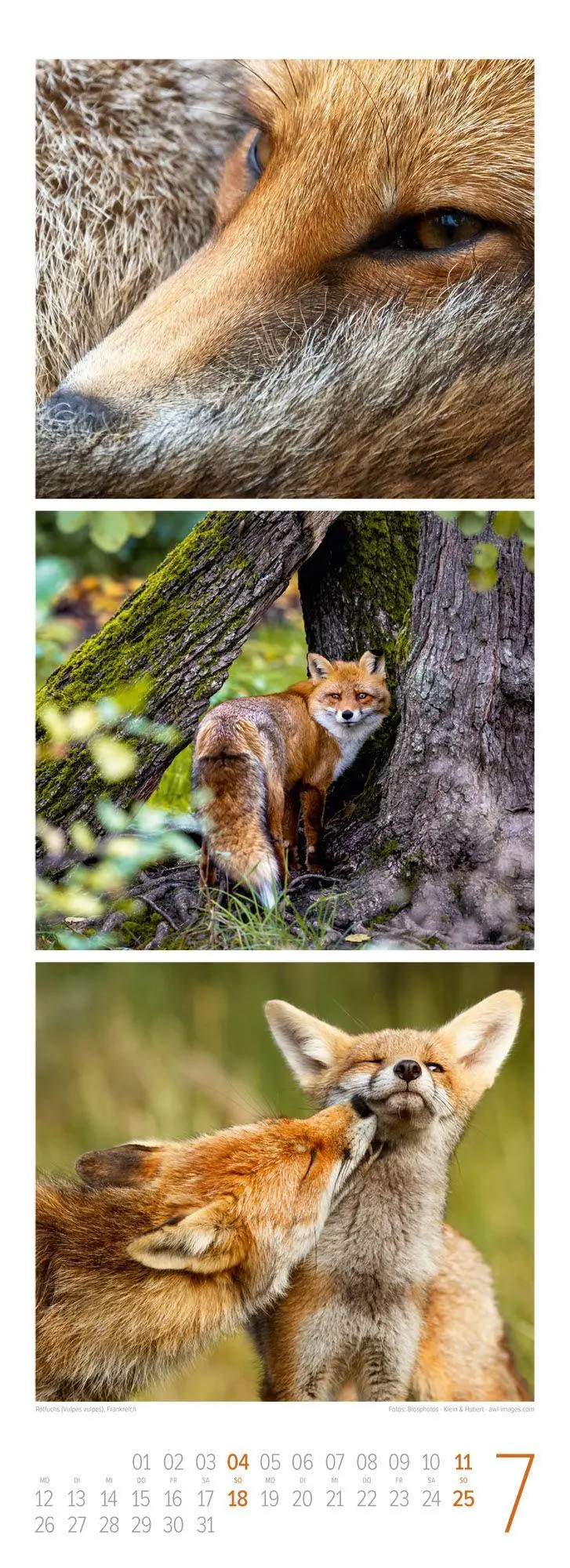 Bild: 9783838427492 | Tierwelten Triplet-Kalender 2027 Artenvielfalt &amp; Lebensräume | GmbH