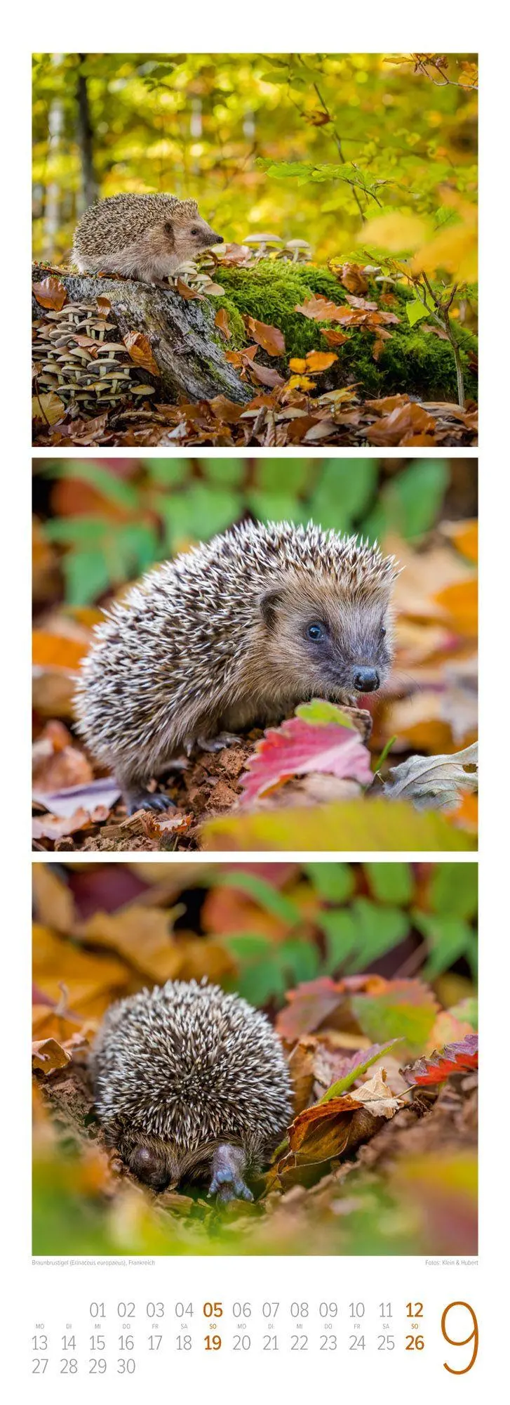 Bild: 9783838427492 | Tierwelten Triplet-Kalender 2027 Artenvielfalt &amp; Lebensräume | GmbH