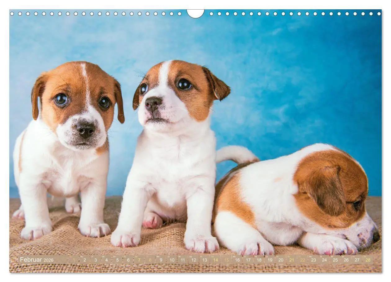 Bild: 9783516597592 | Jack Russell Terrier: flink und verspielt (Wandkalender 2026 DIN A3...