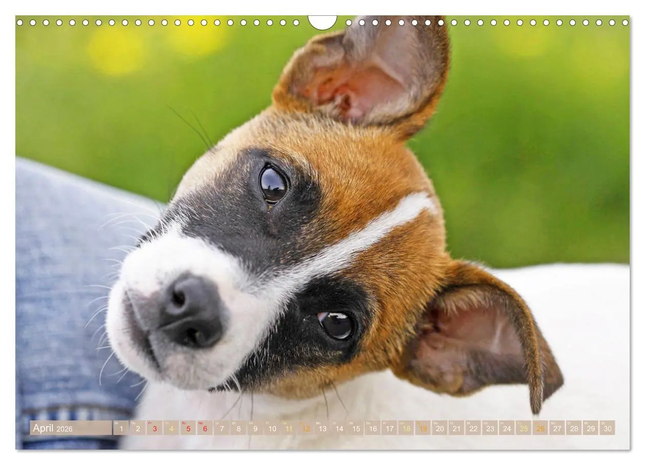 Bild: 9783516597592 | Jack Russell Terrier: flink und verspielt (Wandkalender 2026 DIN A3...