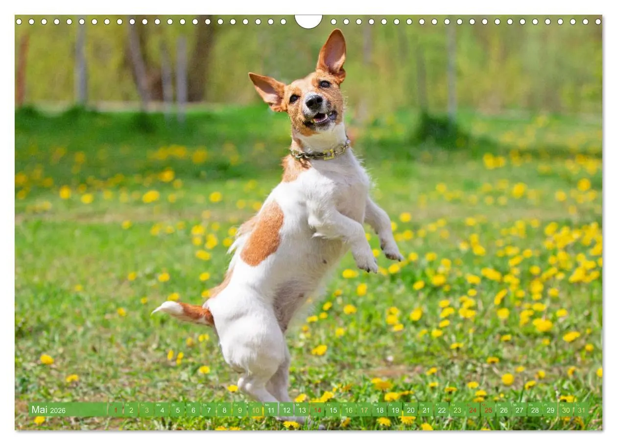 Bild: 9783516597592 | Jack Russell Terrier: flink und verspielt (Wandkalender 2026 DIN A3...