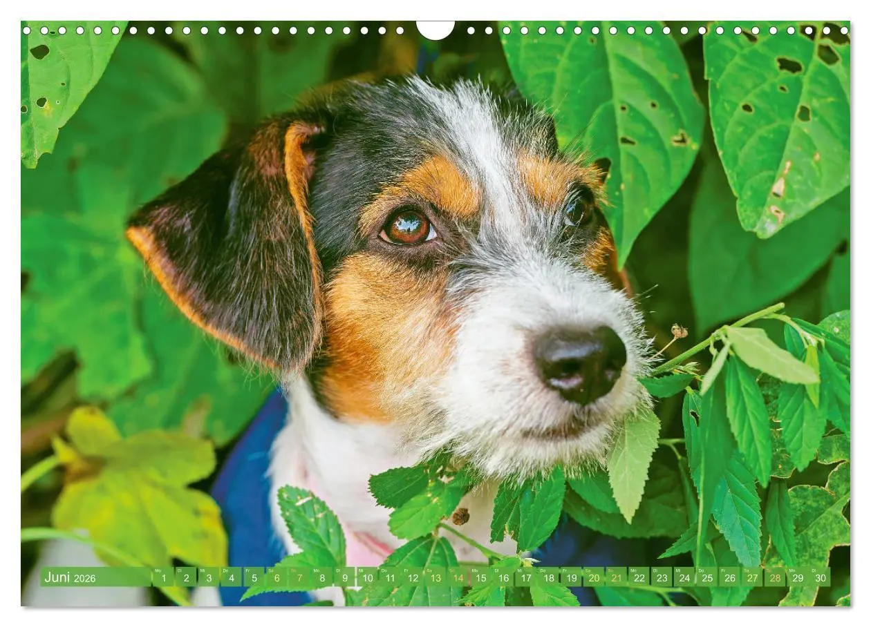 Bild: 9783516597592 | Jack Russell Terrier: flink und verspielt (Wandkalender 2026 DIN A3...