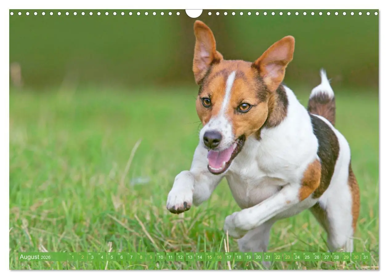 Bild: 9783516597592 | Jack Russell Terrier: flink und verspielt (Wandkalender 2026 DIN A3...